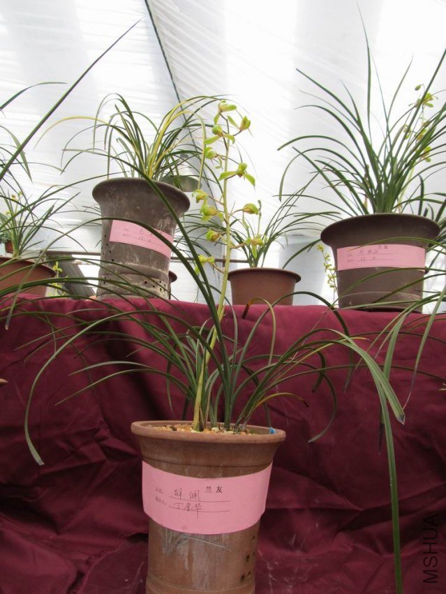 ������С IMG_1865.JPG