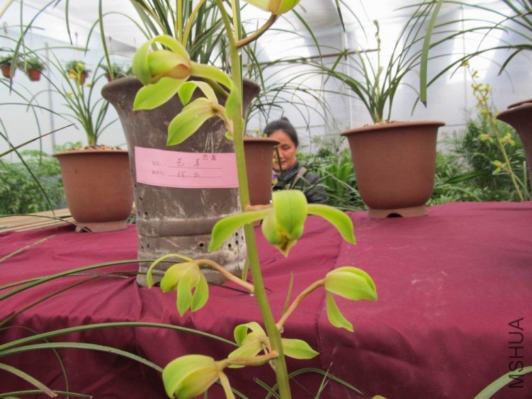 ������С IMG_1866.JPG