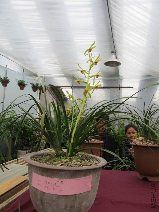 ������С IMG_1868.JPG