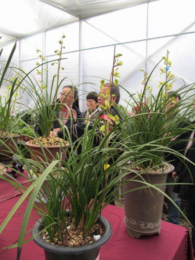 ������С IMG_1870.JPG