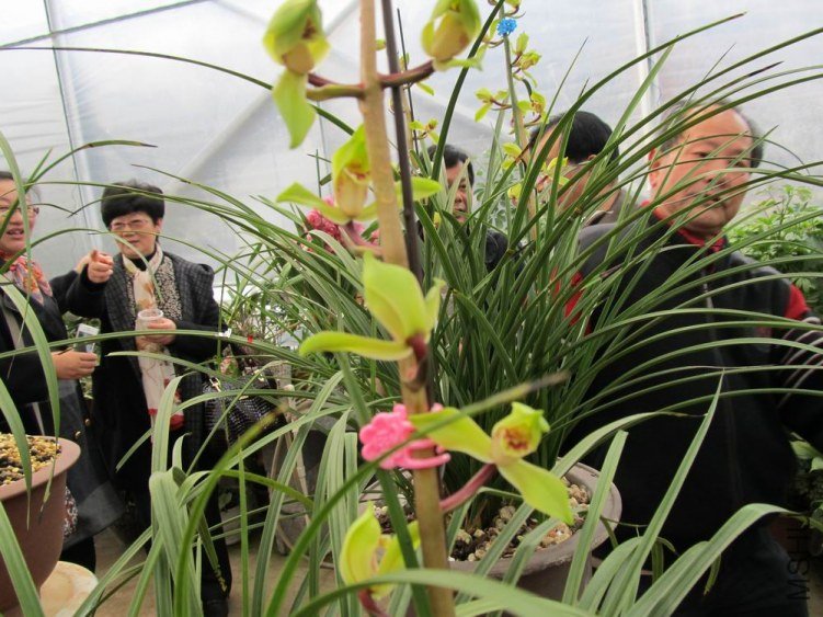 ������С IMG_1871.JPG