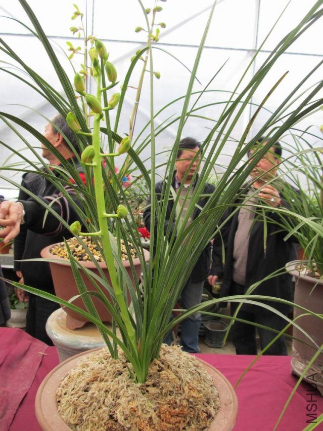 ������С IMG_1872.JPG