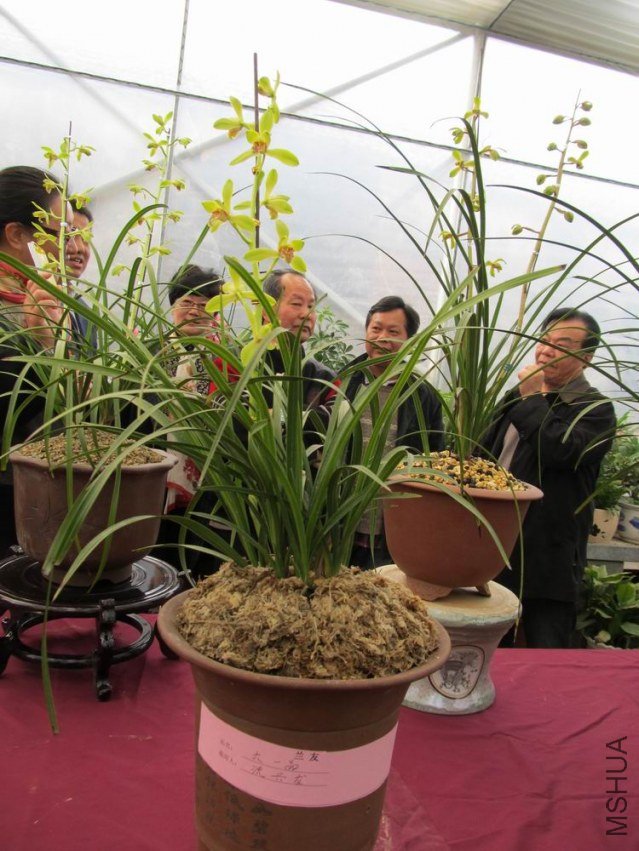 ������С IMG_1873.JPG