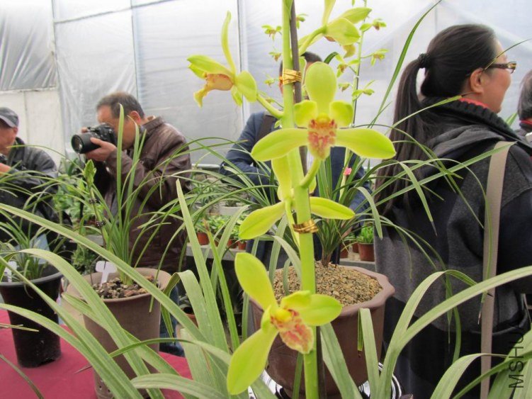 ������С IMG_1874.JPG