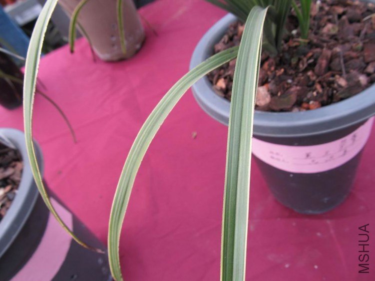 ������С IMG_1876.JPG