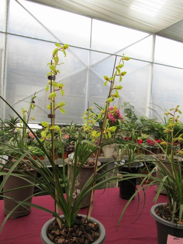 ������С IMG_1881.JPG