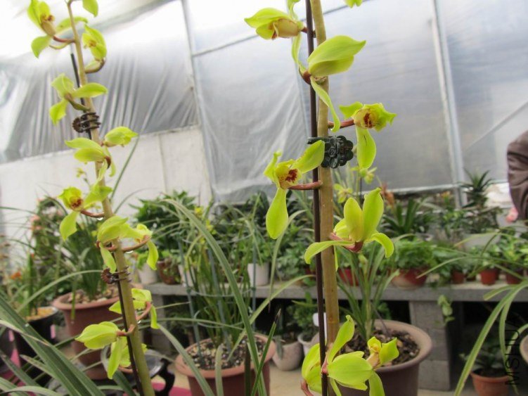 ������С IMG_1882.JPG