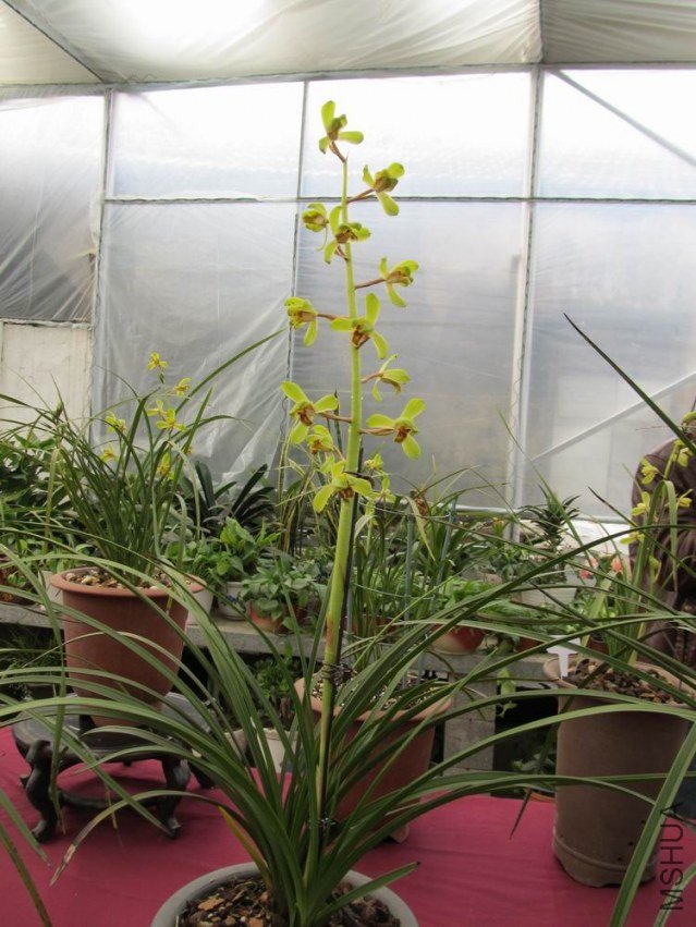 ������С IMG_1883.JPG