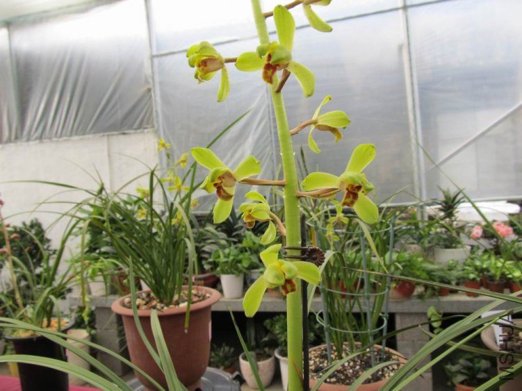 ������С IMG_1884.JPG