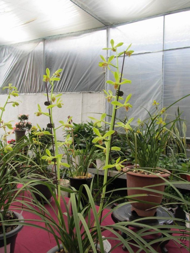 ������С IMG_1885.JPG