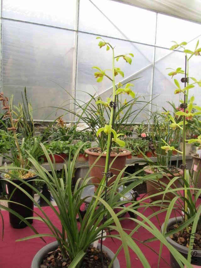 ������С IMG_1887.JPG