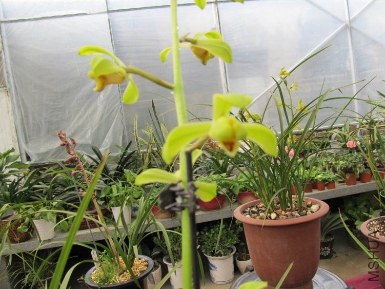 ������С IMG_1888.JPG