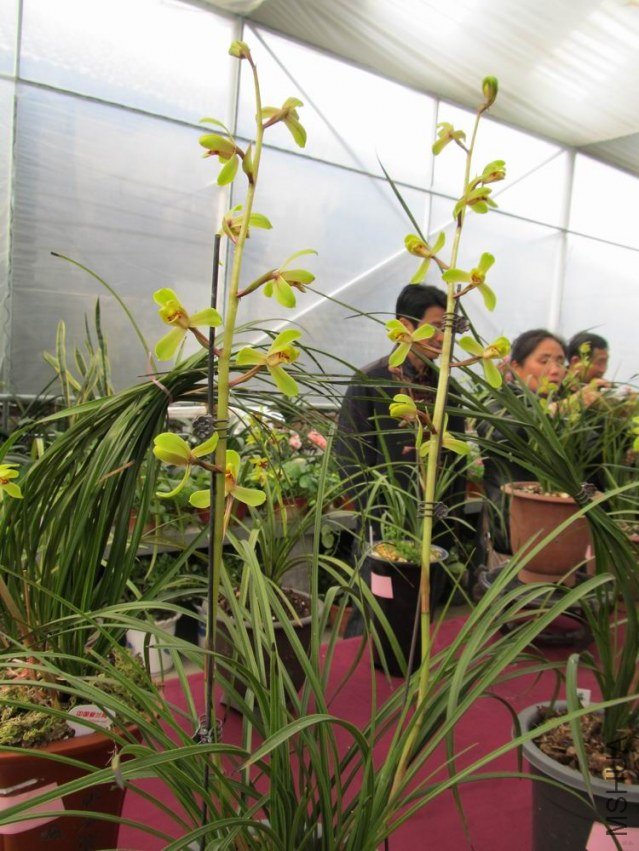 ������С IMG_1890.JPG