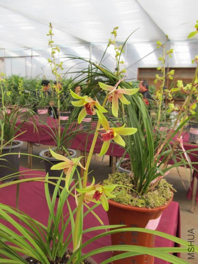 ������С IMG_1892.JPG