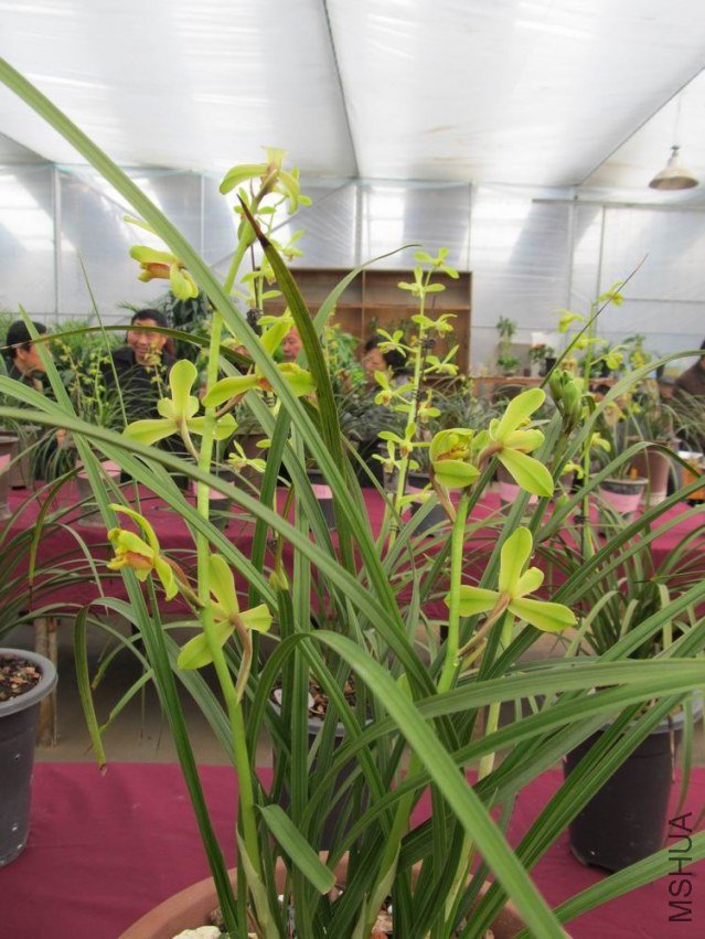 ������С IMG_1894.JPG