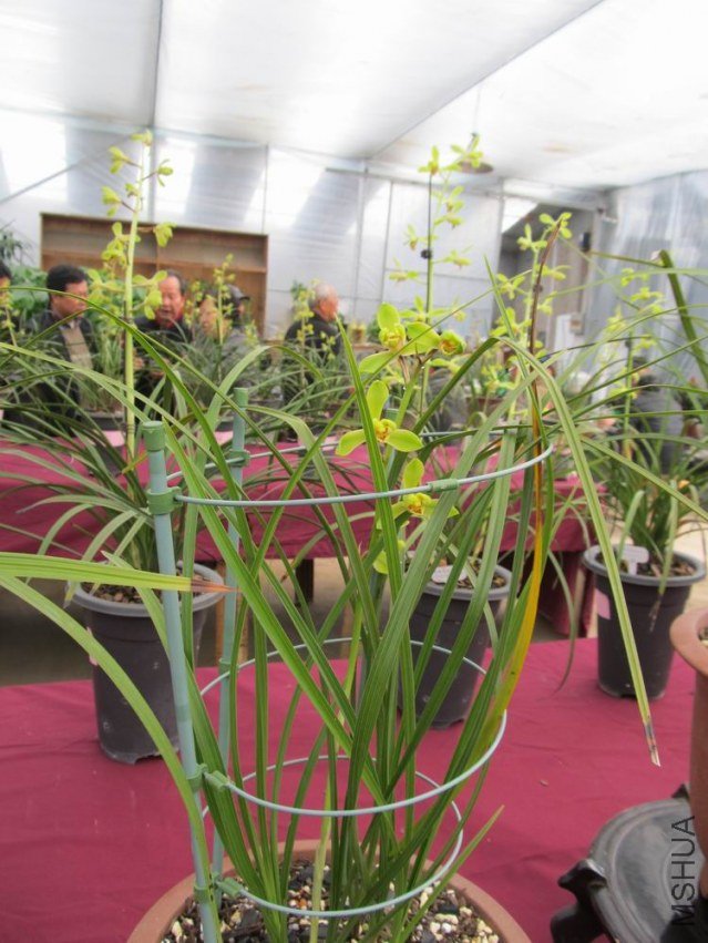 ������С IMG_1895.JPG