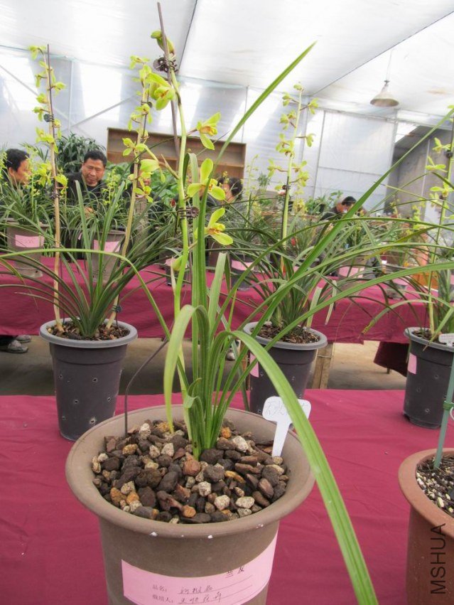 ������С IMG_1896.JPG