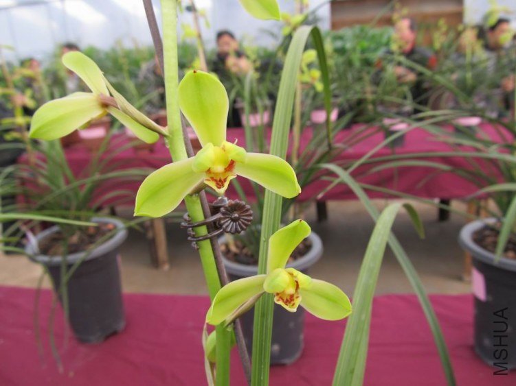 ������С IMG_1897.JPG