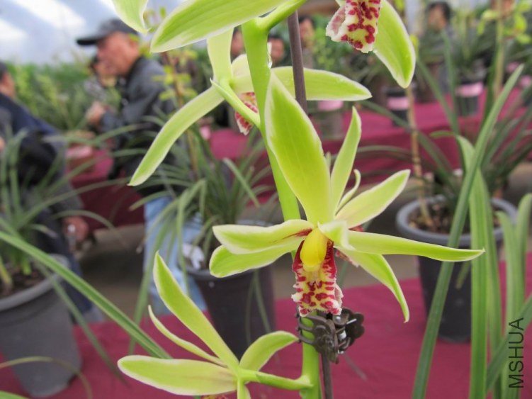 ������С IMG_1899.JPG