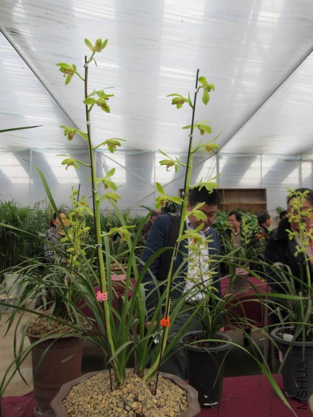 ������С IMG_1900.JPG