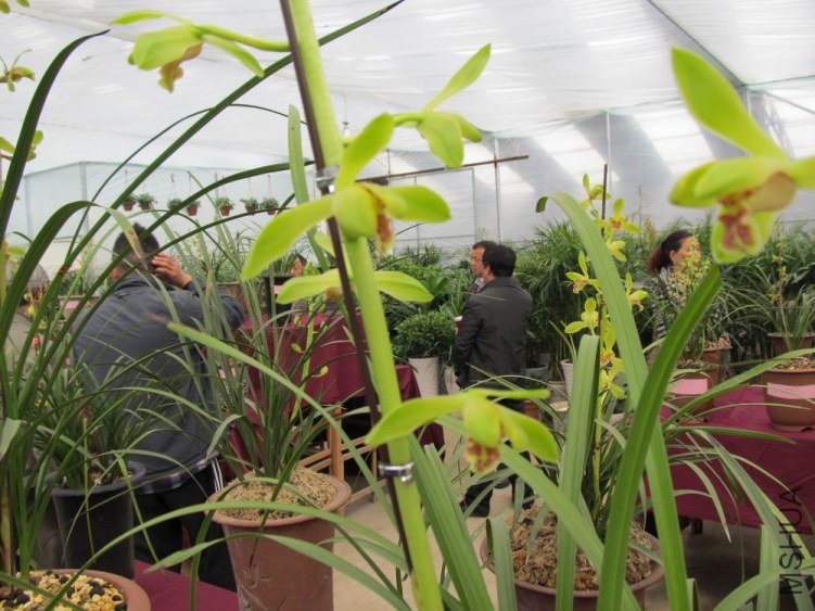 ������С IMG_1901.JPG