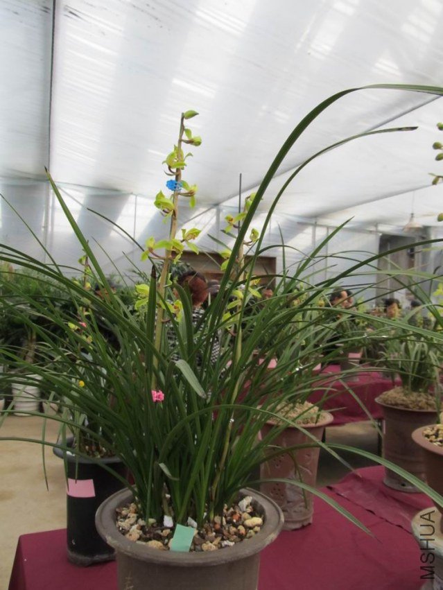 ������С IMG_1904.JPG