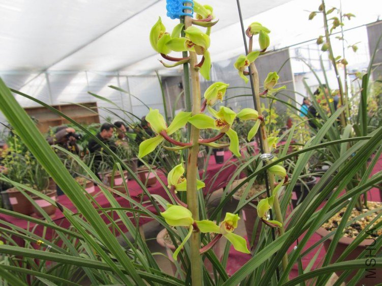 ������С IMG_1905.JPG