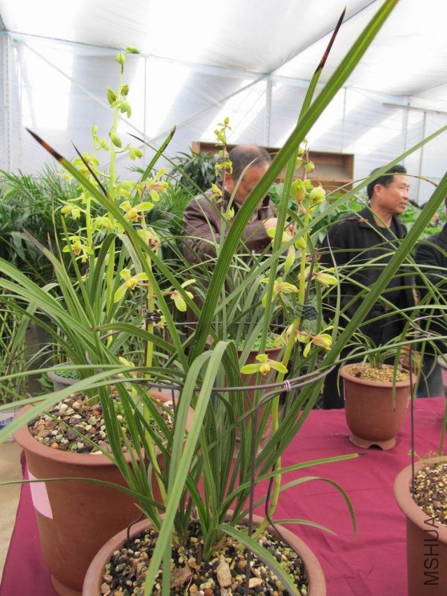 ������С IMG_1907.JPG