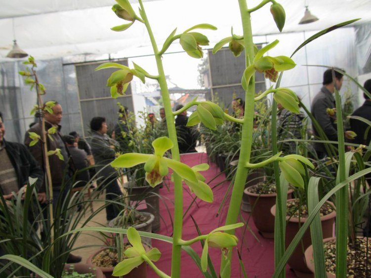 ������С IMG_1909.JPG