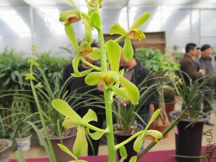 ������С IMG_1911.JPG