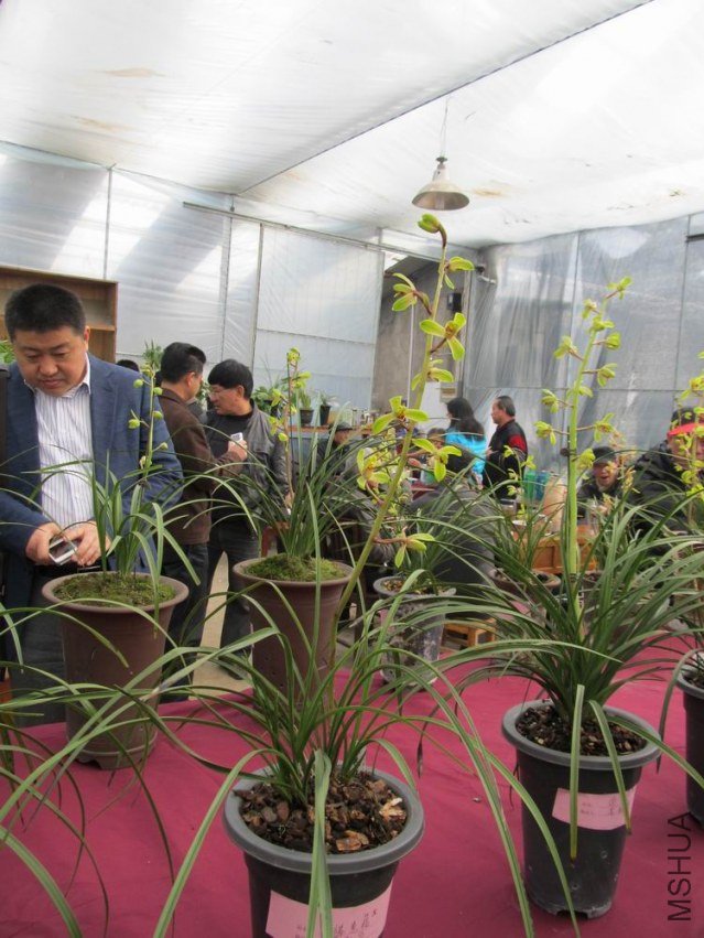 ������С IMG_1912.JPG