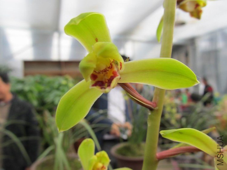 ������С IMG_1914.JPG