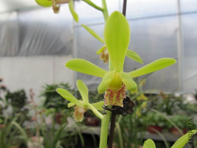 ������С IMG_1919.JPG