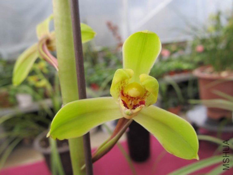 ������С IMG_1921.JPG