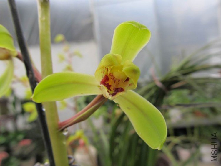 ������С IMG_1922.JPG