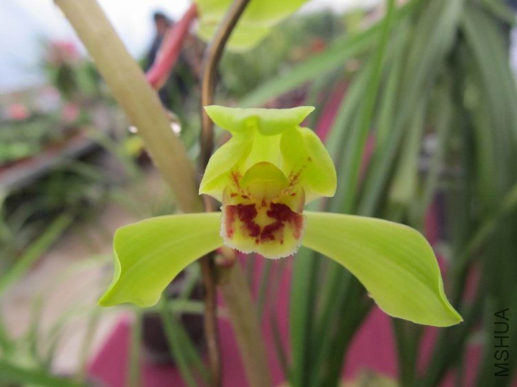 ������С IMG_1923.JPG