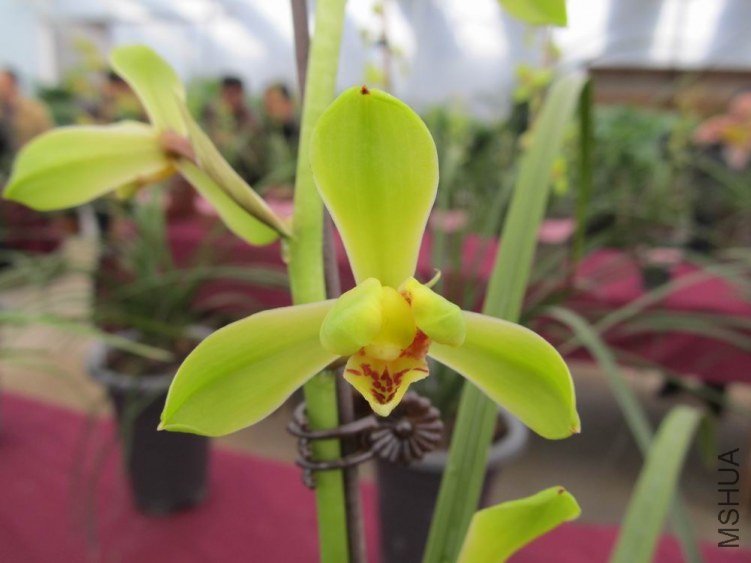 ������С IMG_1924.JPG