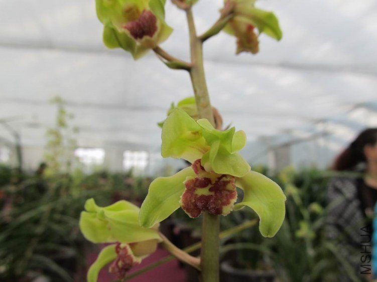 ������С IMG_1927.JPG