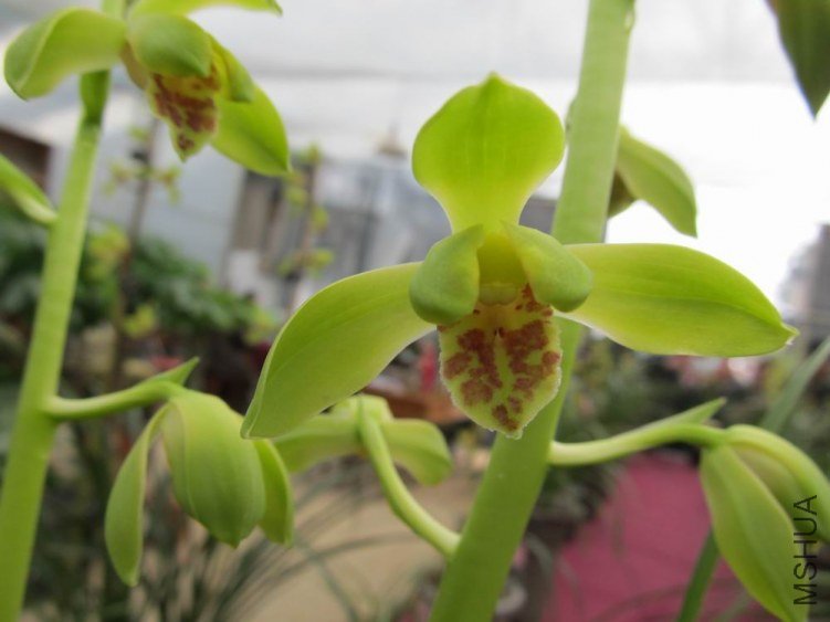 ������С IMG_1928.JPG