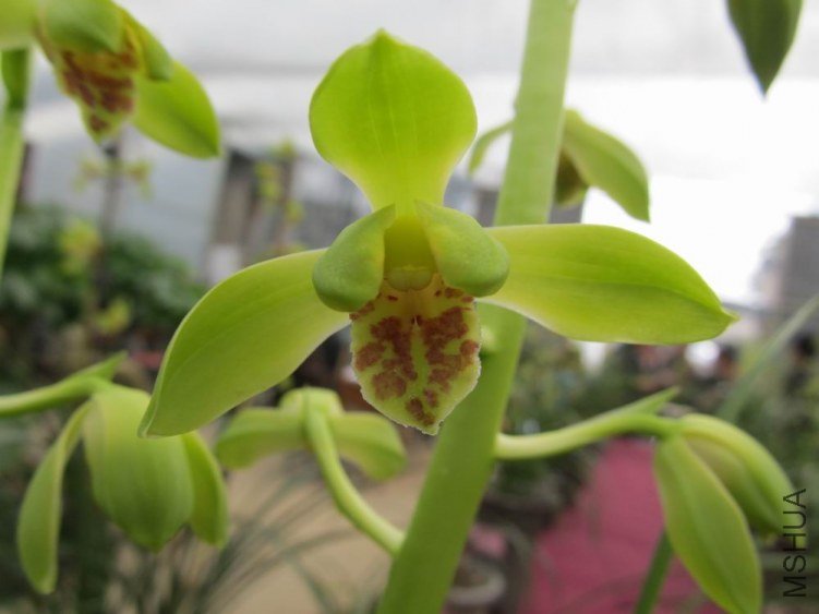 ������С IMG_1929.JPG