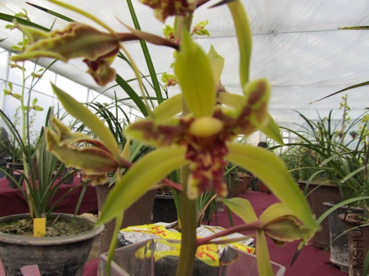 ������С IMG_1930.JPG