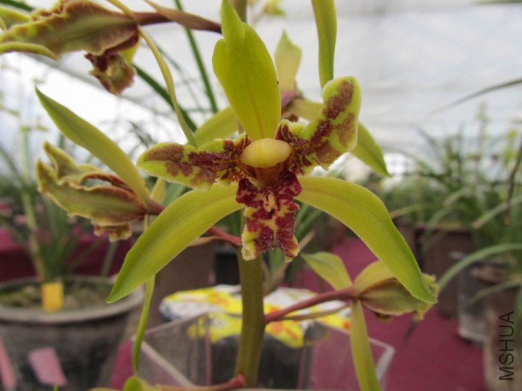 ������С IMG_1931.JPG