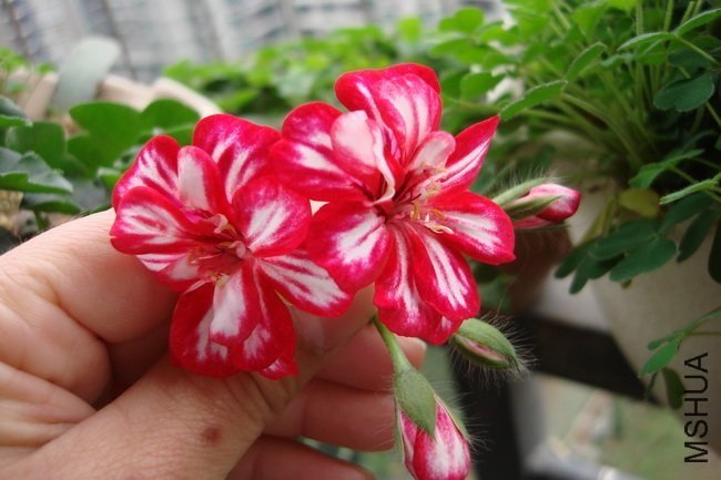 DSC006~2.JPG