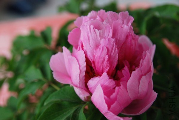 20130330002.jpg