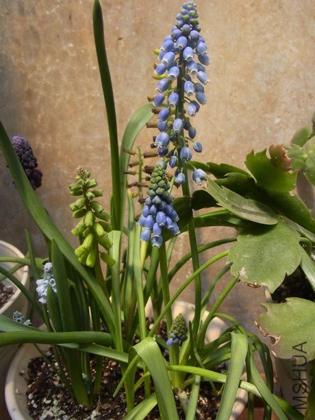 RIMG0439����.jpg