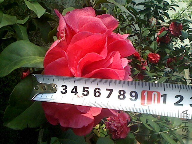 IMG0319131800.jpg