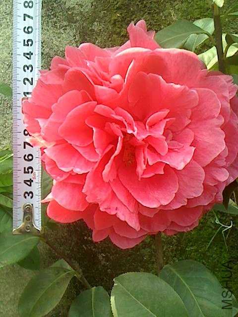 IMG0319131600.jpg