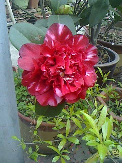 IMG0315072401.jpg