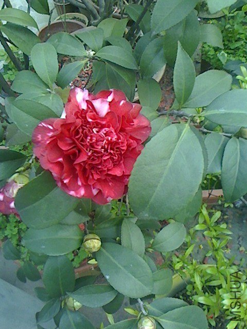 IMG0315072402.jpg