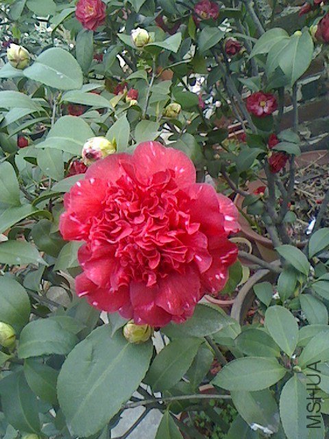 IMG0315072500.jpg
